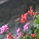 阿特米西亚旅馆